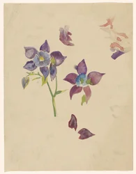 Flower Study