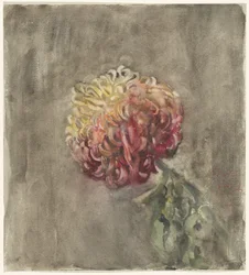 Red Chrysanthemum