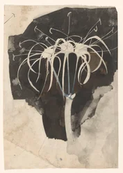 Study of Honeysuckle