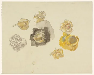 Studies of Yellow Flowers