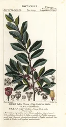 Chinese Elm or Lacebark Elm, Ulmus parvifolia, Ulmus chinensis, Olmo della China