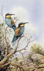 Bee-Eaters