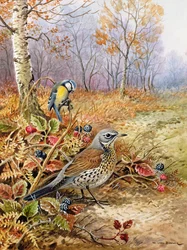 Fieldfare and Blue Tit