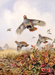 Flushed Partridges
