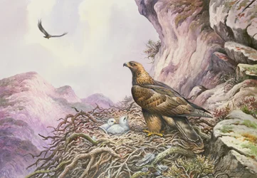 Golden Eagles at their Eyrie