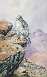 Gyrfalcon
