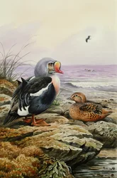 King Eider