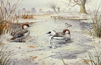 Smew