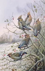 Waxwings