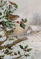 Wren in Hollybush by a cottage