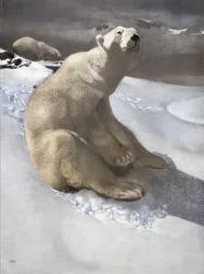 Polar Bear