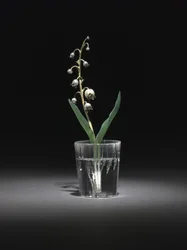 Lily of the Valley, late 1800s-early 1900s