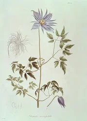 Clematis Macropetala, from 