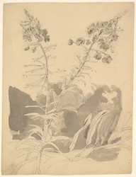 Study of a Willowherb / Study of Two Cows