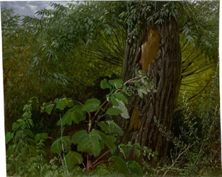 Willow Trunk with Undergrowth