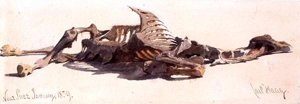 Dead Camel near Suez