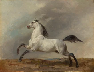 White Stallion Facing Left