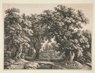 Forest Landscape
