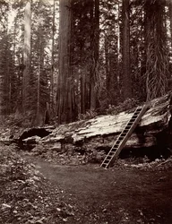 Father of the Forest, 1865-66, Printed ca. 1876