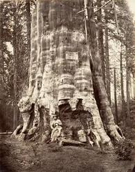 Mother of the Forest