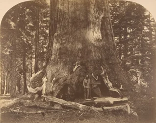Section of Grisly Giant, Mariposa Grove, 1861