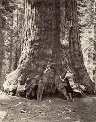 Section of the Grizzly Giant, 101 feet circumference