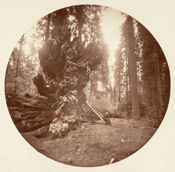 The Father of the Forest - The Horse Back Side, Calaveras Grove