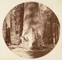 The Mother of the Forest - Calaveras Grove, ca. 1878