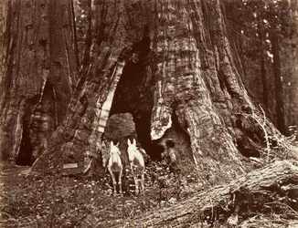 The Tripod, 94 feet circumference, 1865-66, printed ca. 1876
