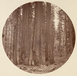 Yosemite National Park, California, ca. 1878