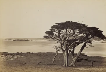 Coast View near Monterey