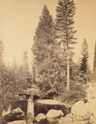 [Douglas Fir at Clarks] / [The Douglas Fir]