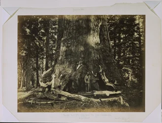 [Part of the Trunk of the "Grizzly Giant" with Clark - Mariposa Grove - 33 feet diameter]