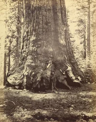 Section of the Grizzly Giant