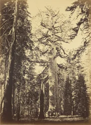 Sequoia gigantea - "Grizzly Giant" - Mariposa Grove
