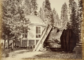 The Pavilion on the Stump, 28 ft. Diam.