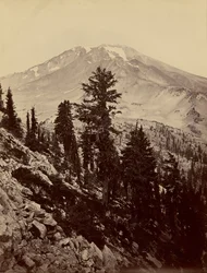 [Williamsonii, Mt. Shasta]