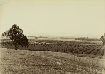 [Young Orchard, Palermo, Butte County]