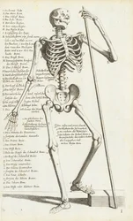 Anatomical Study of the Human Skeleton by Carlo Cesi