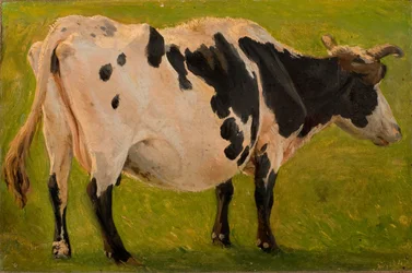 Black and white cow standing