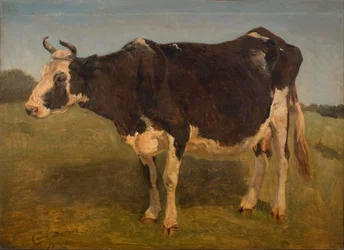 Black and White Cow Standing. Study.
