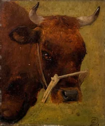 Head of a Cow. Study.