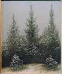 Spruce Thicket in the Snow