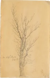 Study of a Tree