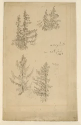 Studies of Fir Trees