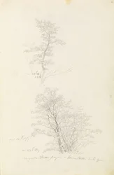 Group of Young Trees