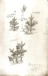 Pines