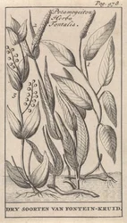 Three Types of Pondweed