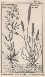 Centaury and mouse-tail. Centaurium Minus. Cauda Muris. Centaury. Mouse-tail (title on the object)