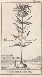 Crown Imperial